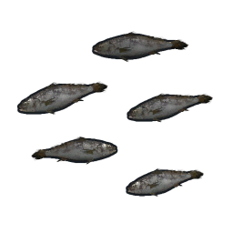 Minnows