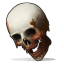 Human Skull.png