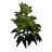Hemp Fibers