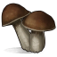 Mushroom.png